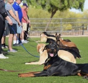 Proofing Dog Training: Duration, Distance, and Distractions