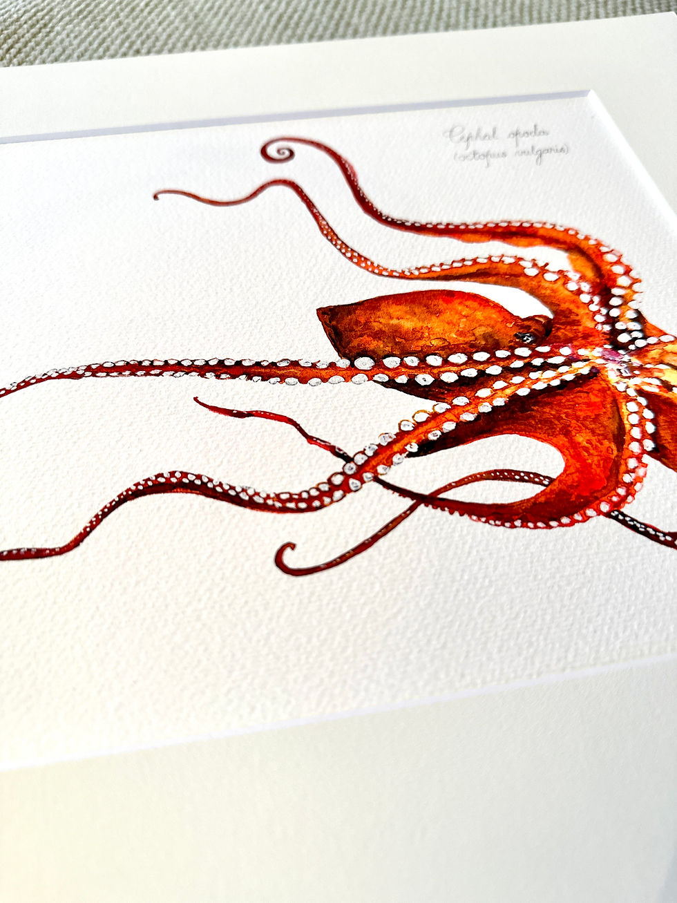 Thumbnail: Octopus - Cephal Opoda