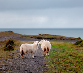 PORTHGAIN-1099.jpg