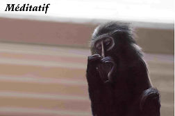 Photo copyright et auteur Gérard Copin