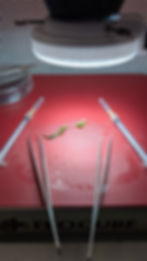 Meristem Culture Preparation