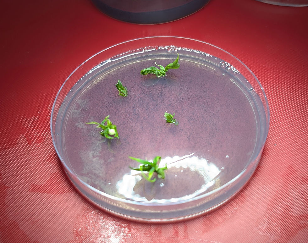 Meristem-Culture-Petri-Dish