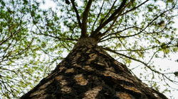 Árbol de Pino/Pine Tree