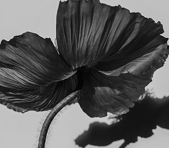 Black Flower.jpg