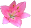 Pinkfarbene Lilie