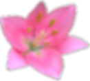 Pretty Pink Lily