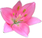 Pretty Pink Lily
