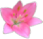 Bastante rosa del lirio