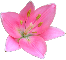 Pretty Pink Lily 
