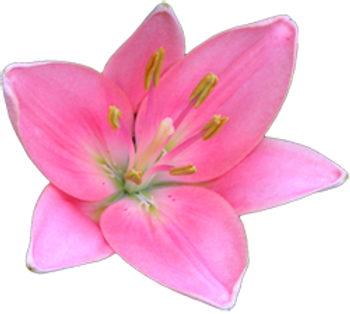 Pretty Pink Lily