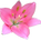 Pretty Pink Lily