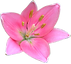 Pretty Pink Lily 