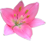Pretty Pink Lily