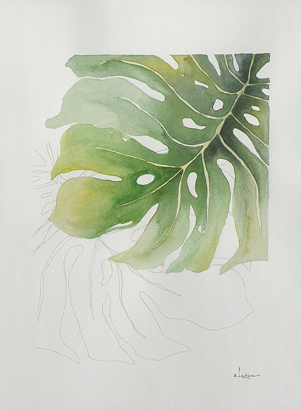 Ficus leaf 02 - 2019.04.12