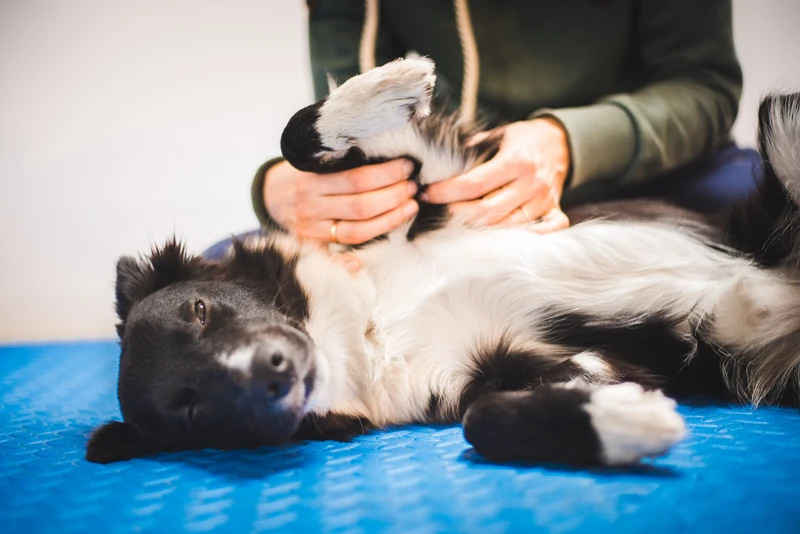 Pawsitive Touch -  Der Hundemassagekurs