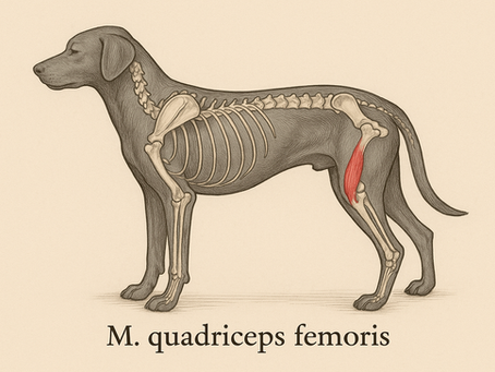 Kennst du schon den M. quadriceps femoris? Agifit Hundephysio