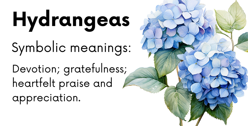 Symbolic meaning of Hydrangeas