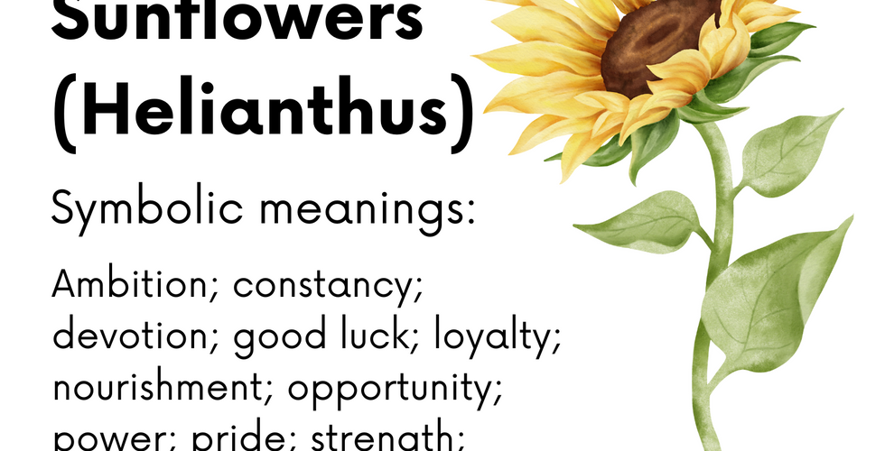 Symbolic meaning of Sunflowers