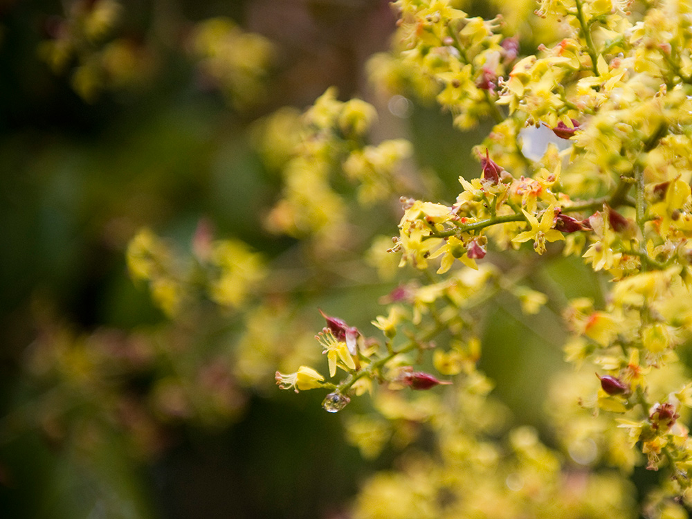 Budding Tree