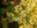 bourgeonnement Arbre