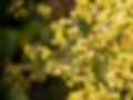 Budding Tree