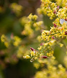 Budding Tree
