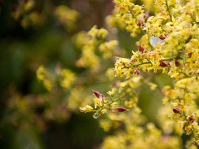 What's With the Green Stuff In the Air?: Fibromyalgia and Pollen Season