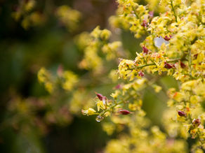 Spring Activities for Each Pillar of Te Whare Tapa Whā