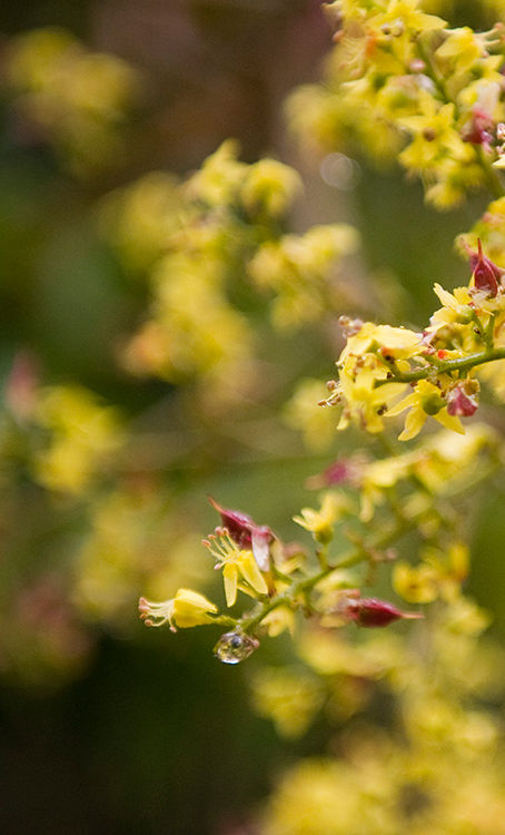 Budding Tree