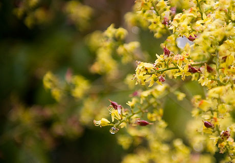 Budding Tree