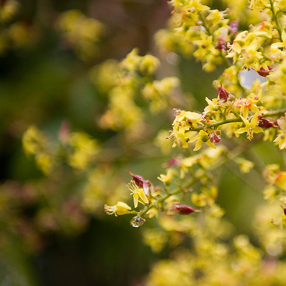 Spring Equinox Forest Bathing Celebration