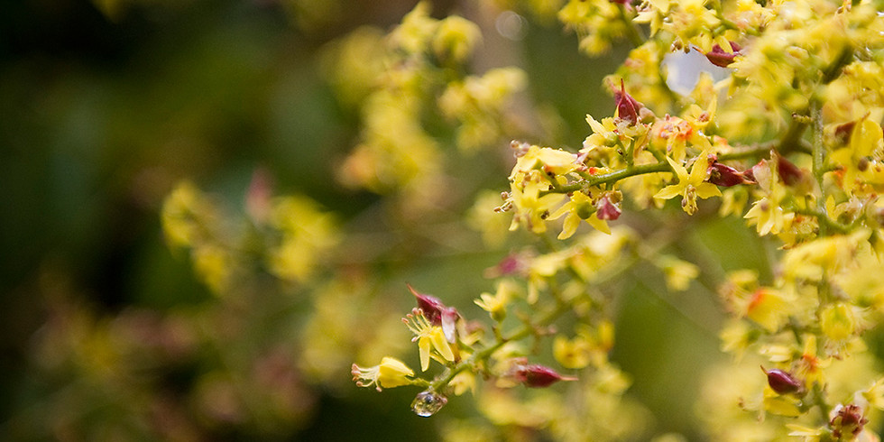 North Andover GC, presents, "Flowering Trees and Shrubs for Home Landscapes"
