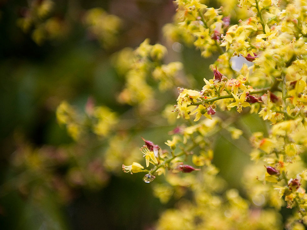 Budding Tree