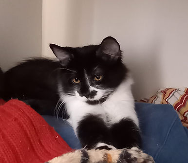 Biscuit4.jpeg