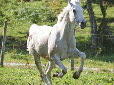 From the Snake to the Horse