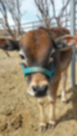 Arjun, young baby bull