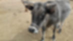 Parvati, head cow