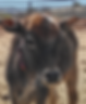 Amavasya, baby cow