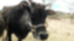 Ahi, smallest cow