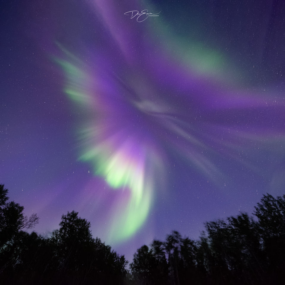 Looking straight up at a purple and green aurora borealis corona bursting in the night sky over Saskatchewan trees.