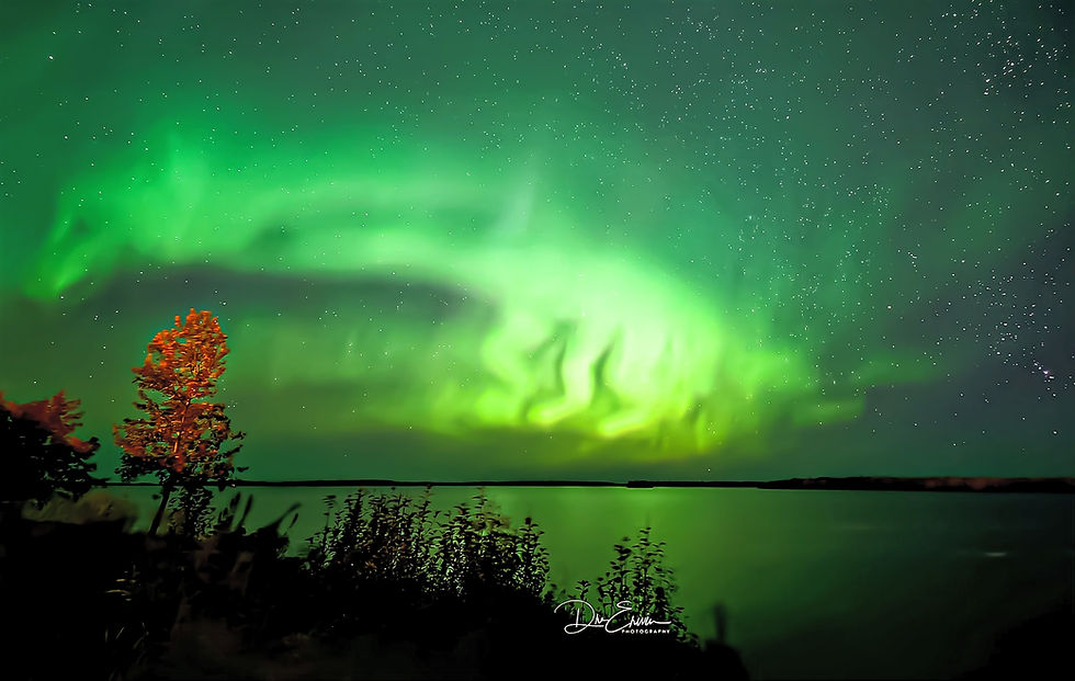 samoyed husky seen in the aurora borealis in pinehouse lake