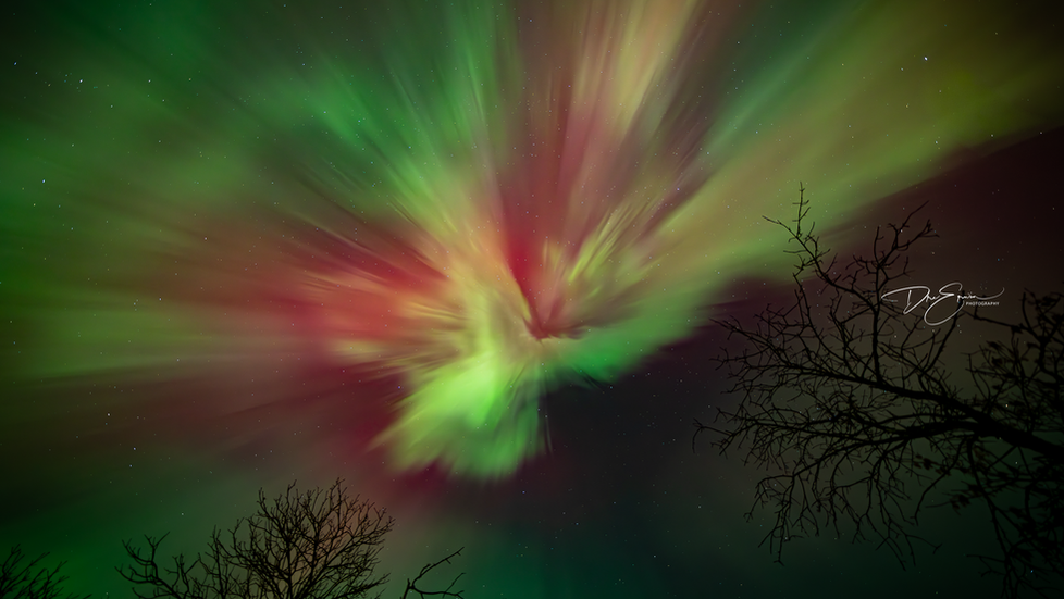 Dre Erwin Photography: A stunning upward-facing shot of the Northern Lights (Aurora Borealis) during a G4 solar storm in Saskatchewan. Vibrant green and rare pink pillars explode from a central corona, framed by the dark silhouettes of bare winter trees against a starry night sky