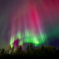 Rare vibrant pink and purple aurora borealis storm filling the night sky above a dark forest line.