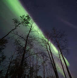 Looking up through the boreal forest trees at a brilliant green aurora display in Saskatchewan.