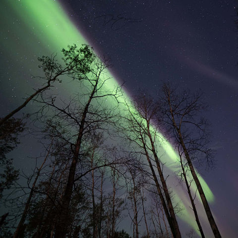 Looking up through the boreal forest trees at a brilliant green aurora display in Saskatchewan.