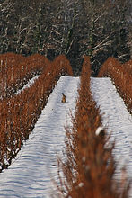 lapin dans les vignes