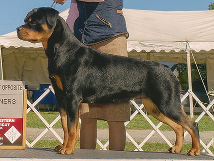 Medieval Rottweilers Breeder Pine Plains NY