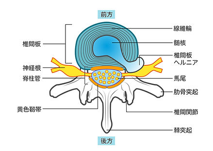 椎骨