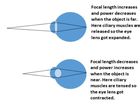 Eye,s Ability to Adjust 