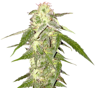 52-522067_cannabis-png-weed-plant-transp